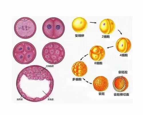 2026杭州试管助孕费用解析：助您了解代怀生子、供卵怀孕费用